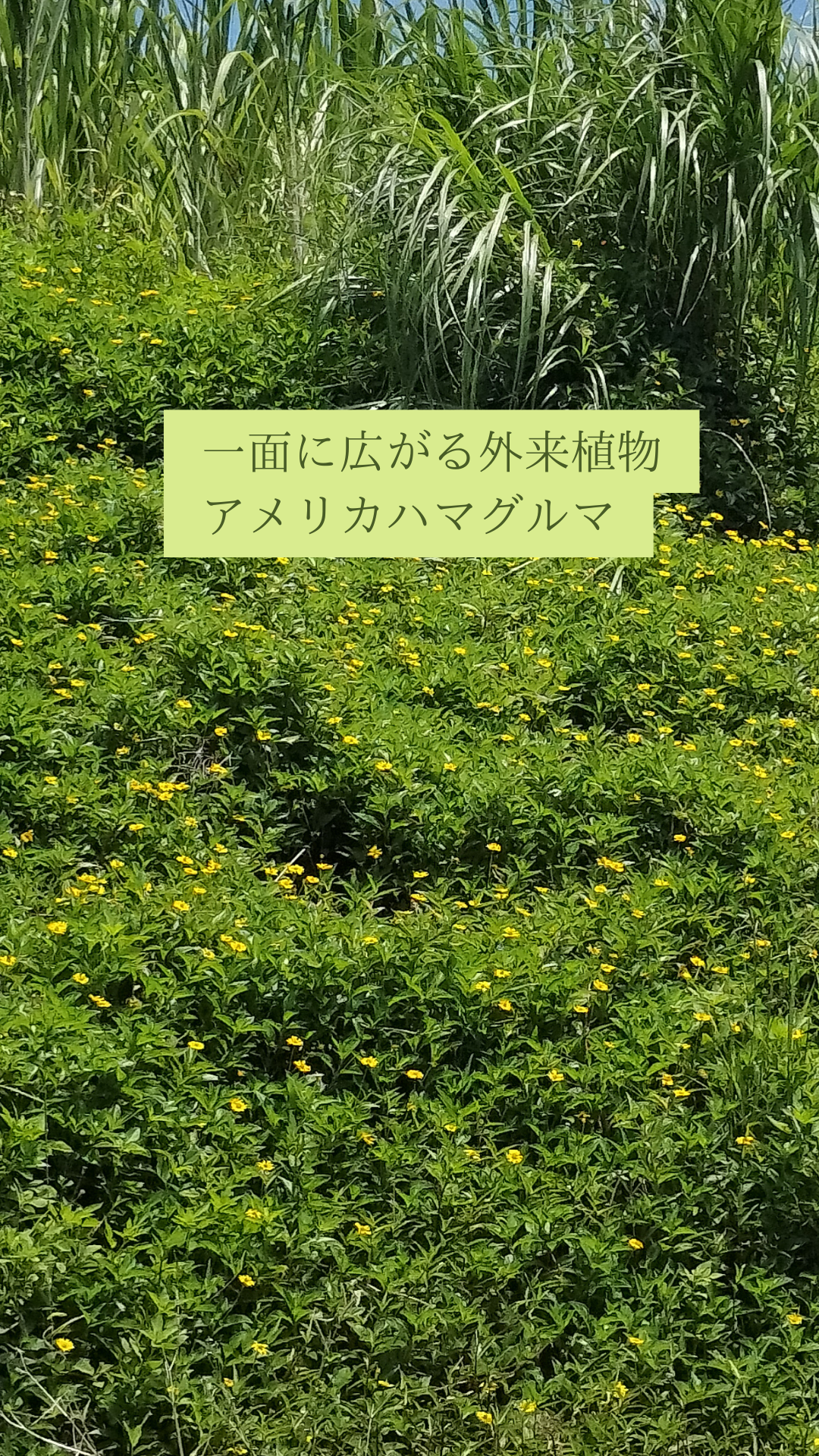 やんばるJUNGLE OUTDOOR SPRAY【 虫・蚊よけ対策 】 お得な詰め替えセット